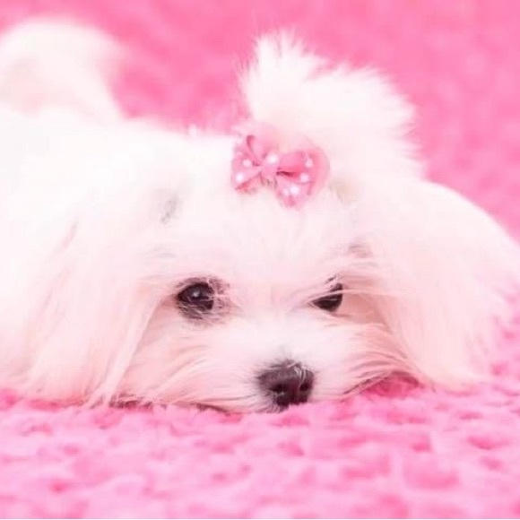 princessdolls1
